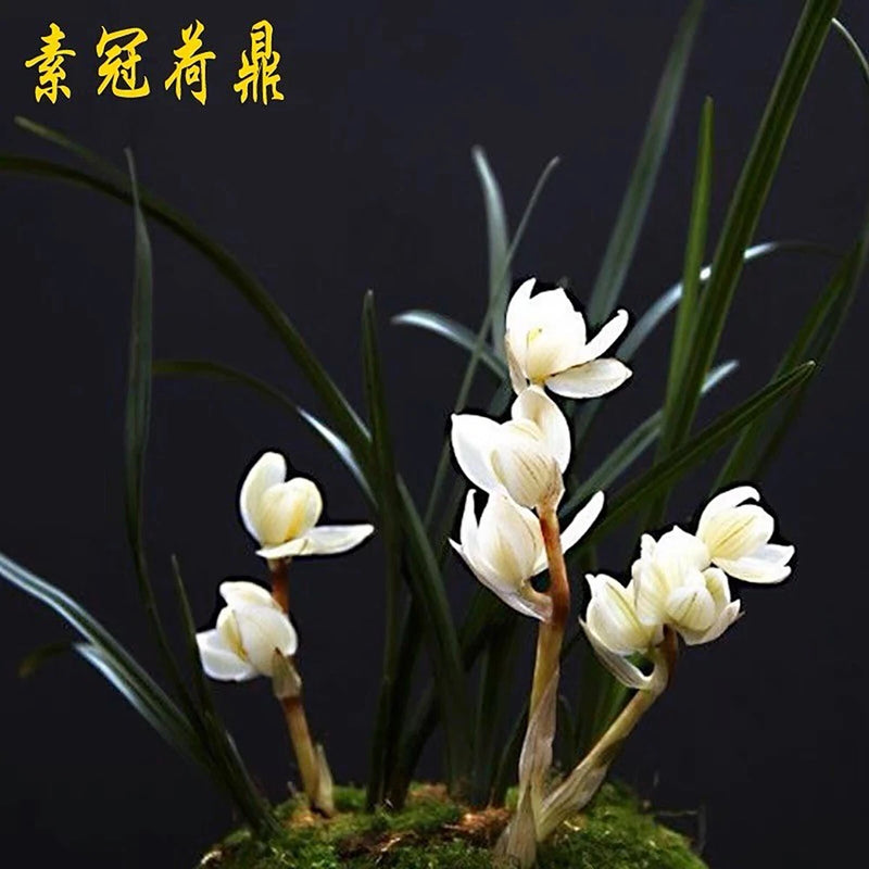 White orchid plant with multiple small blossoms on slender stems
