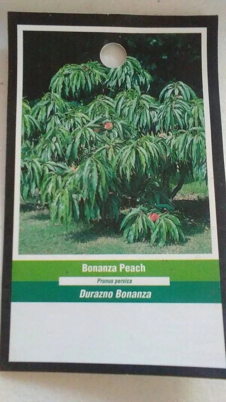 BONANZA PEACH 3'-4' Tree Live Healthy Trees Fruit Garden Plant Sweet Peaches Garden Plants