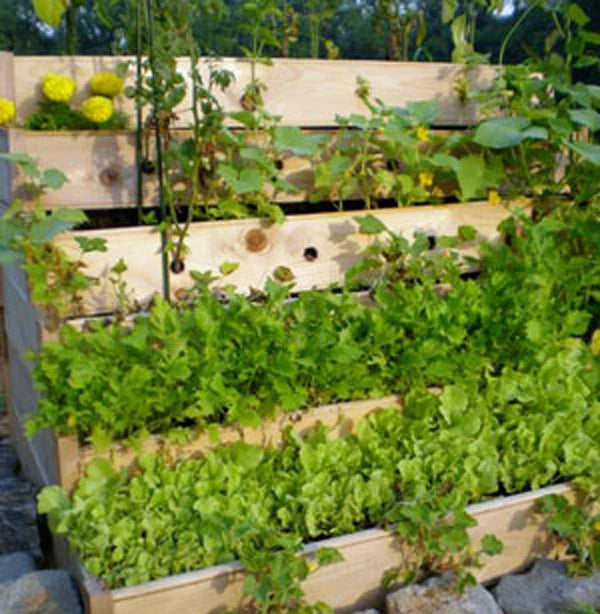 Herb Garden Collection, Large, Heirloom Seeds, 13 TOP Varieties of Herb Garden Plants
