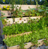 Herb Garden Collection, Large, Heirloom Seeds, 13 TOP Varieties of Herb Garden Plants