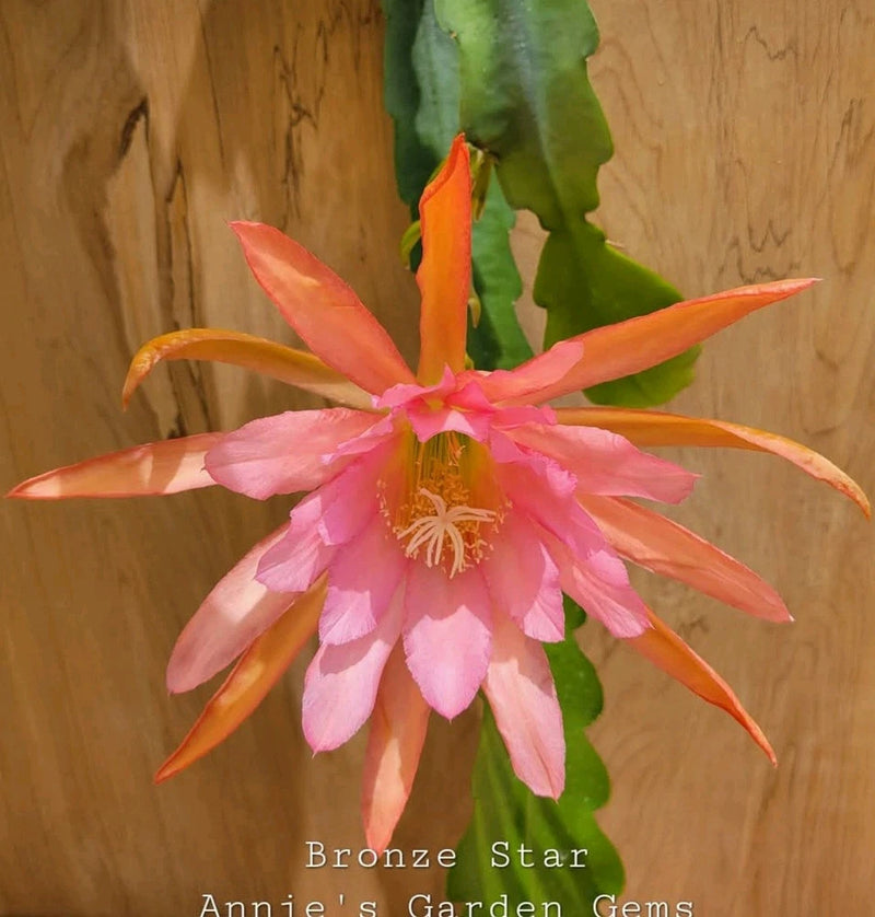 Bronze Star orchid cactus bloom with pink and orange petals and green stems