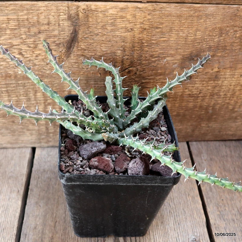 D4530 EUPHORBIA FURCATA pot12-H7-W28 cm MaMa Cactus Green Plant