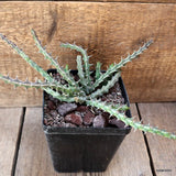 D4530 EUPHORBIA FURCATA pot12-H7-W28 cm MaMa Cactus Green Plant