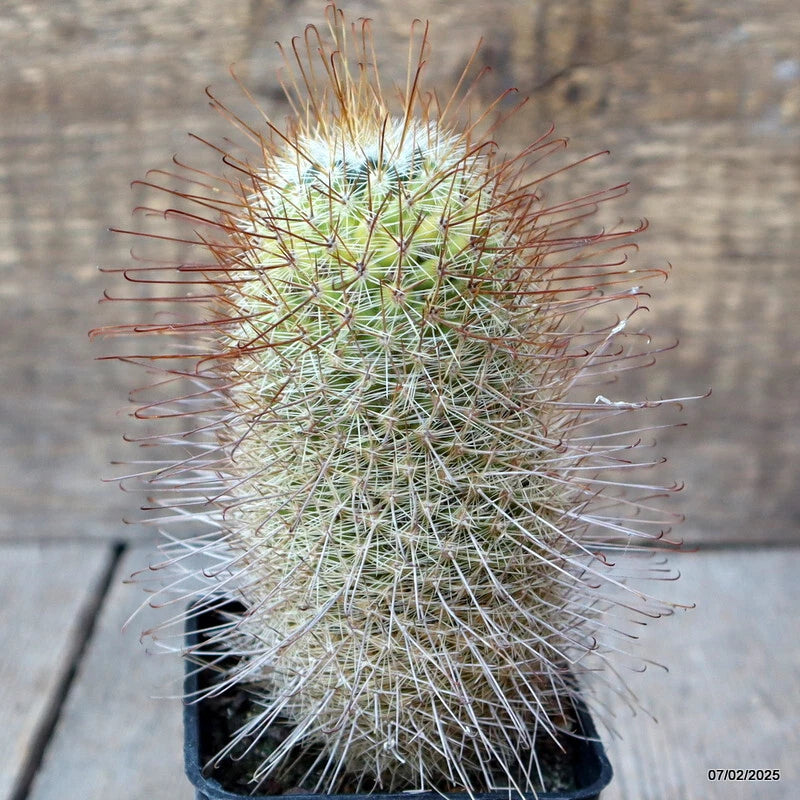 Small potted cactus with green stem and long white spines
