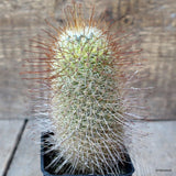 A7526 MAMMILLARIA UNCINATA pot7-H13-W6 cm MaMa Cactus Green Plant