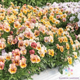 200+ Nature Antique Shades Pansy (Viola) Seeds for Garden - USA - FREE SHIPPING! Garden Plants