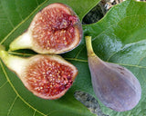 Fig Tree Seeds - Ficus carica Sweet Fruit Shrub, US Seller Mai's Family Flowering Plants