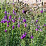 700 PURPLE PRAIRIE CLOVER Dalea Purpurea Flower Seeds Flowering Plants