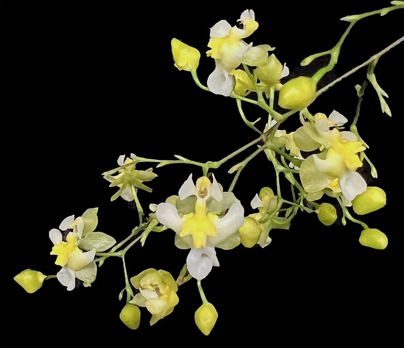 Onc Gold Dust -- Onc Twinkle-hybrid miniature fragrant easy (NOT in-bud/bloom),to Orchids
