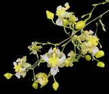 Onc Gold Dust -- Onc Twinkle-hybrid miniature fragrant easy (NOT in-bud/bloom),to Orchids