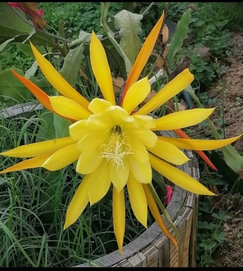 Yellow epiphyllum-like orchid flower with many narrow petals