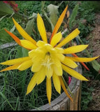 Yellow epiphyllum-like orchid flower with many narrow petals
