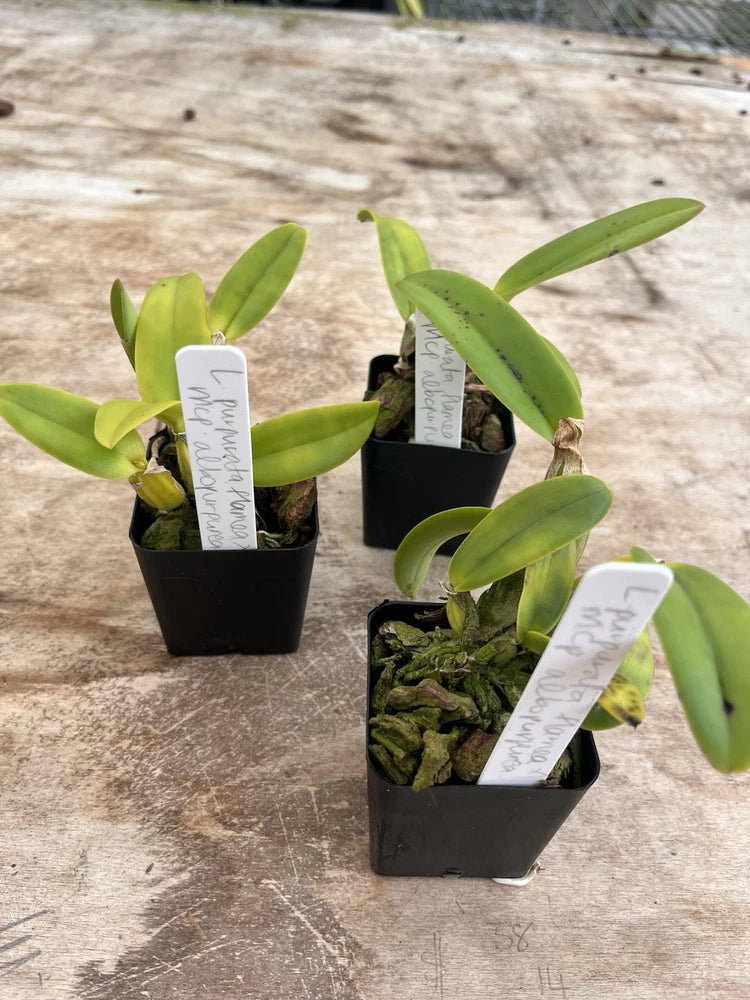 Green orchid plant in small black nursery pot, leafy stems and labeled tag