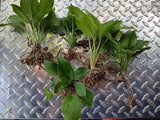 5 Live Hosta Plants (Sieboldiana Elegans) Solid Green Healthy Rooted Shade Lover Garden Plants
