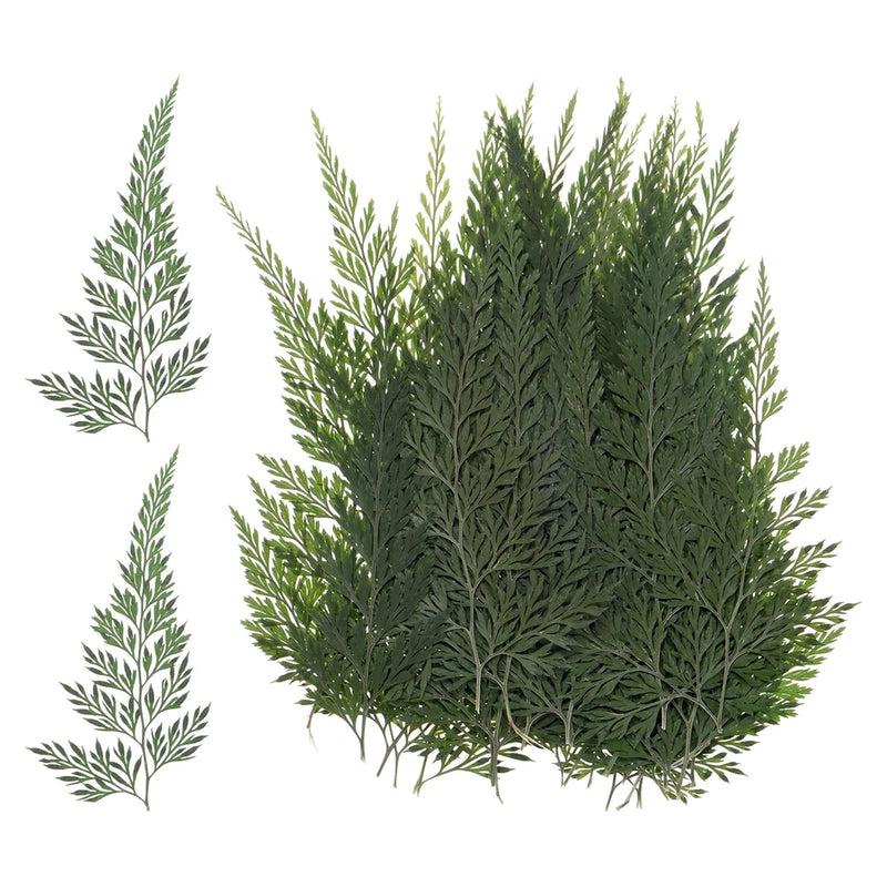 48-Pack Pressed Dried Flowers Leaves, Real Natural Ferns Dried Leaves Plant Dried Flower