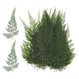 48-Pack Pressed Dried Flowers Leaves, Real Natural Ferns Dried Leaves Plant Dried Flower