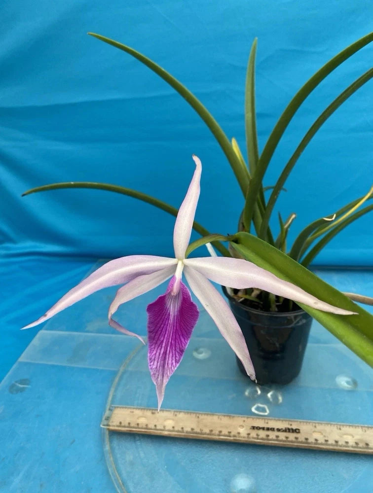 Purple-and-white orchid flower with green leaves in black plastic pot