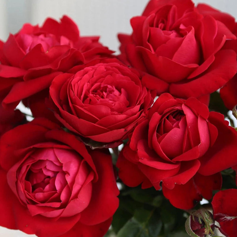 Tiamo Rose Plant 1.5 Gallon Potted Non-Stop Red Flowers Fragrant Flowering Plants