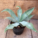 D2130 AGAVE GIPSOPHILA pot14-H20-W32 cm MaMa Cactus Green Plant