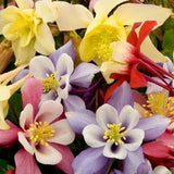 2,500+ Stratified McKana Giants Mixed Columbine Flower Seeds Multiple Colors Garden Plants