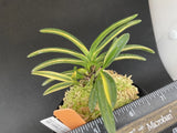 (BIN)Neofinetia falcata(japaneseorchids)bean leaf/stripe/SEIDAI-NO-SHIMA ____ Orchids