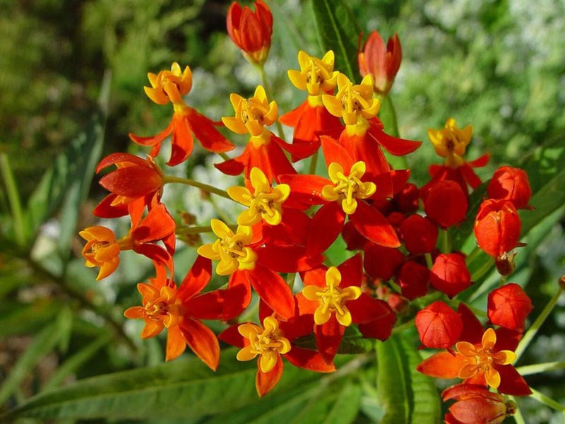 75+ BLOOD FLOWER MILKWEED BUTTERFLY WEED SEEDS FRESH FOR YOUR FLOWER GARDENS Garden Plants