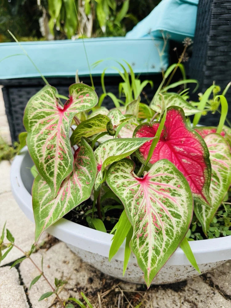 'Candyland' Caladium Plant Orchids