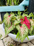 'Candyland' Caladium Plant Orchids