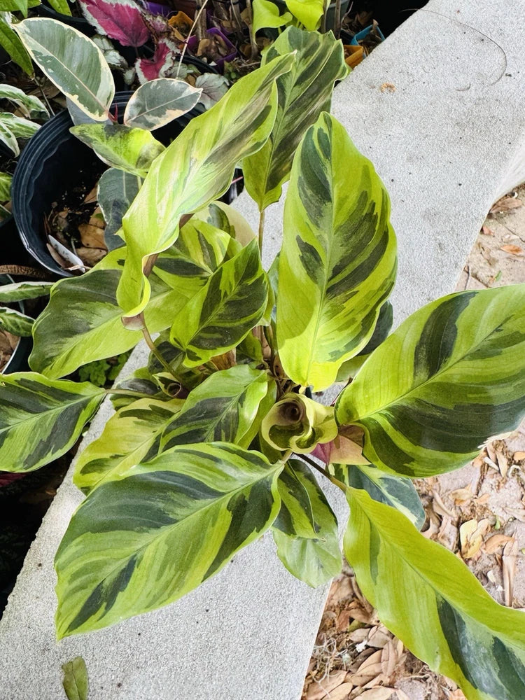 Variegated Calathea plant with green and yellow lance-shaped leaves