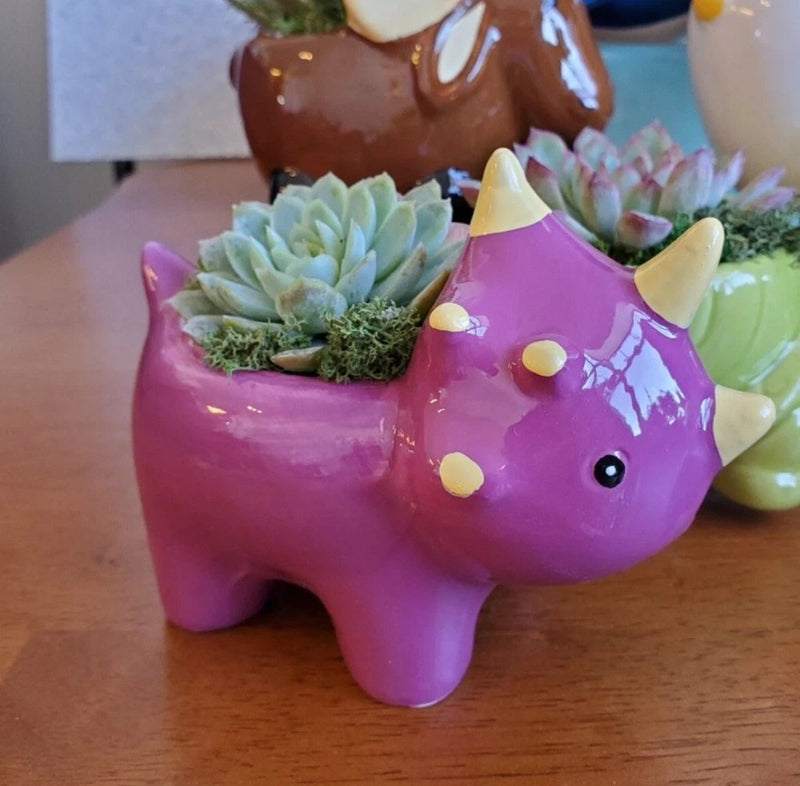 Purple ceramic triceratops succulent planter with open top and small succulents