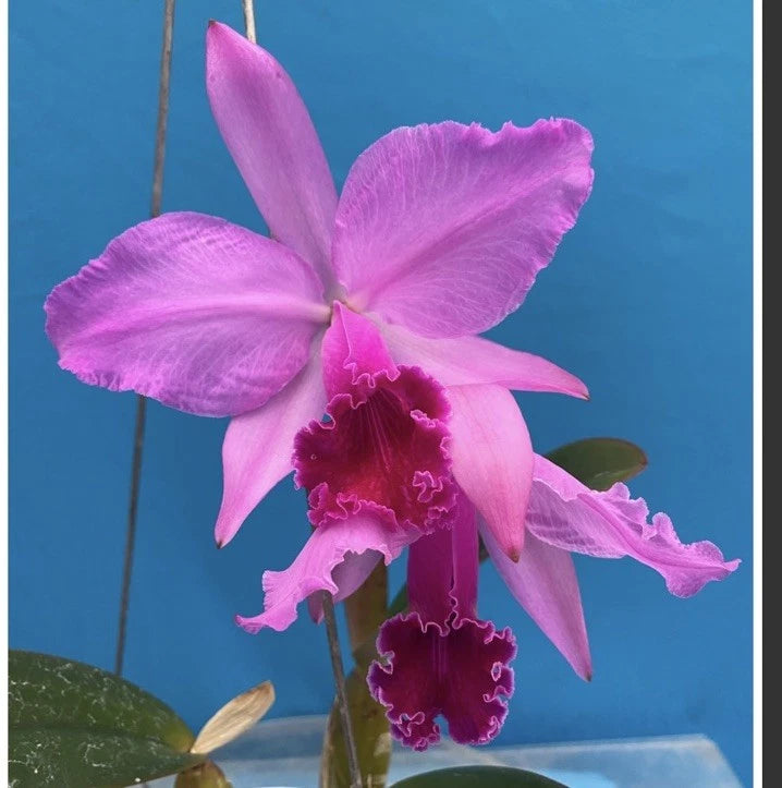 Pink and purple orchid flower with deep magenta ruffled center on green stem