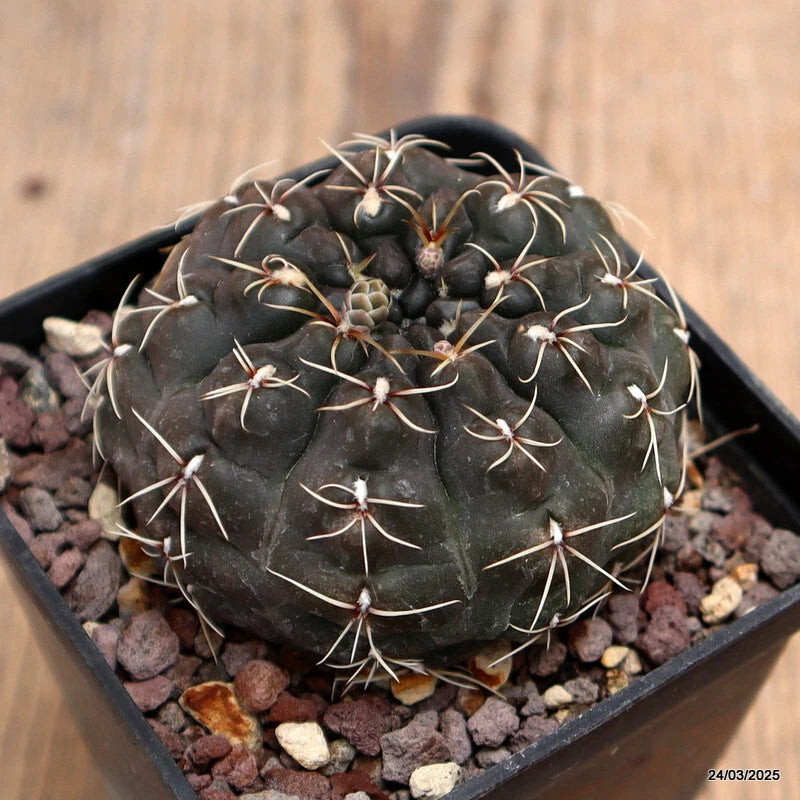 Round dark green Gymnocalycium cactus with radial spines, potted in gravel