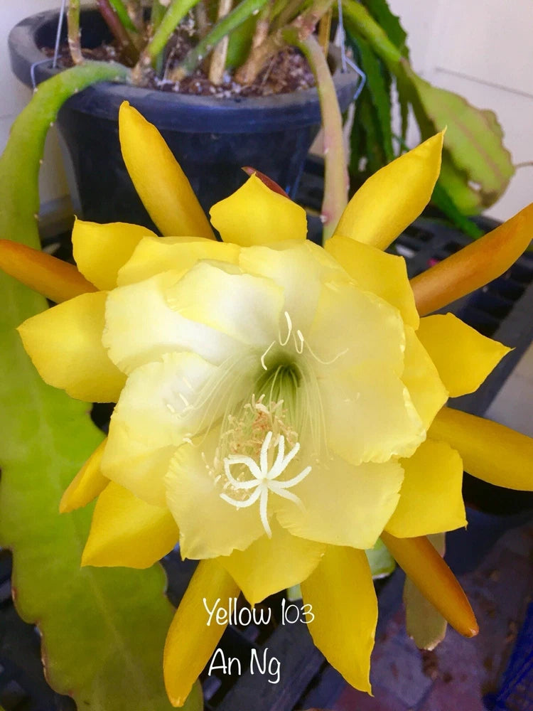 Yellow Epiphyllum cutting with large pale-yellow blossoms