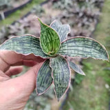 6CM Succulent Cactus Plant Sansevieria Cleopatra of Egypt Home Garden Beautiful Garden Plants
