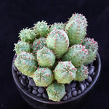 5CM Succulent Cactus Plant Euphorbia Obesa_Multi-Heads_Cactaceae Garden Plant Garden Plants