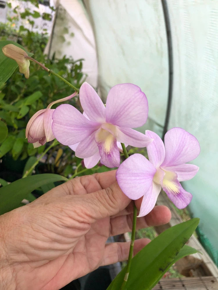 (520-3) D.Pegasus Pink      FS Orchids