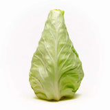 500+ Conehead Cabbage Seeds for Garden Planting - USA - FREE SHIPPING! Garden Plants