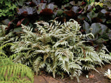 Live JAPANESE PAINTED FERN Plant / Athyrium Niponicum - [Pint Pot] - Perennial Green Plant