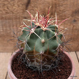 D7479 FEROCACTUS EMORYI pot16-H12-W10 cm MaMa Cactus Green Plant