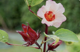 30 Plus Roselle Hibiscus Seeds-Non GMO-Asian Sour Leaf Flowering Plants