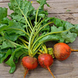 100 DETROIT GOLDEN BEET SEEDS FRESH FOR GARDENS US SELLER SHIPS QUICK Garden Plants
