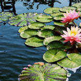 Hardy Mixed Colors Water Lily (LIVE Tuber) Roses