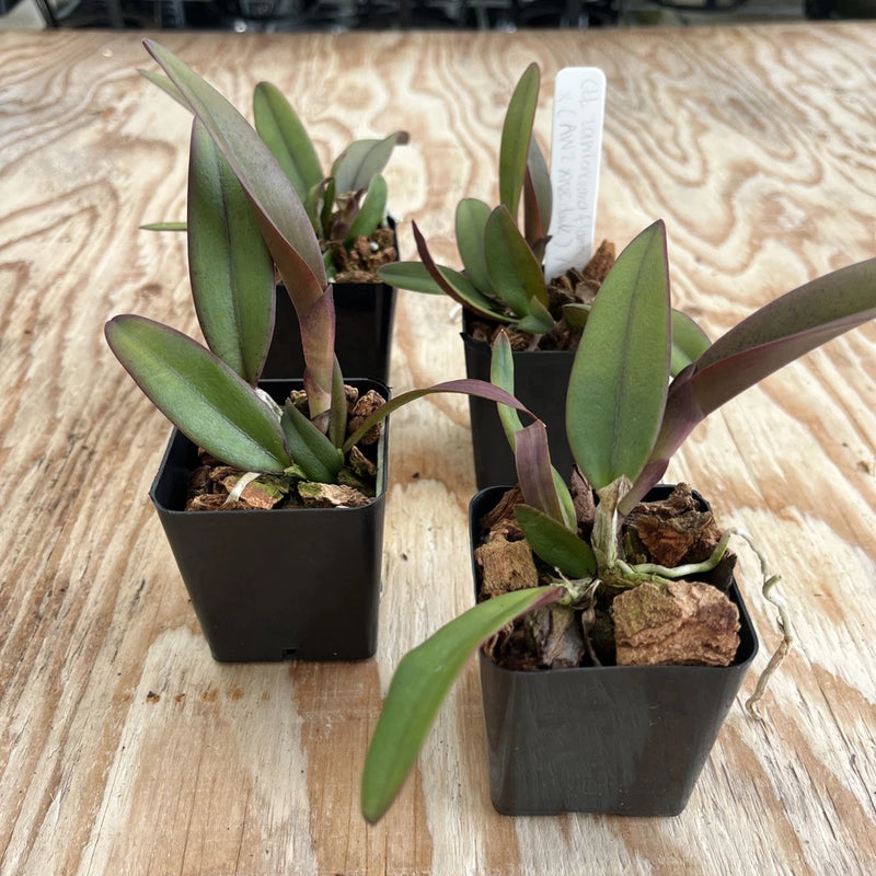 Orchid plant in dark pot with green, waxy leaves and clustered stems