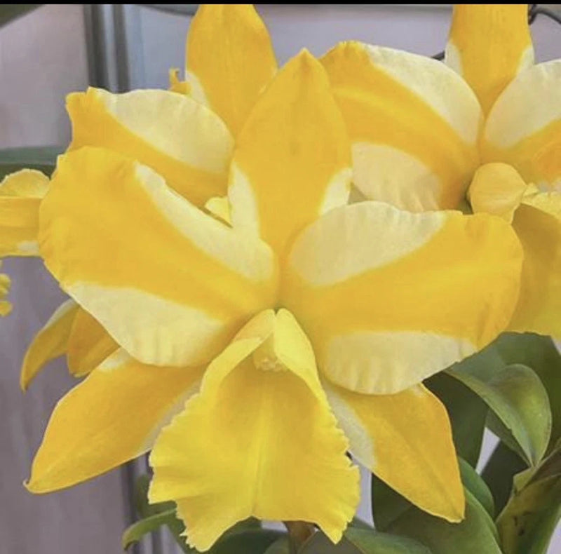 Yellow orchid flower with layered petals in bright, soft tones