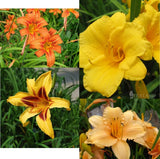 Four  All Different Colors B Assortment Daylily Rooted Starter Plants Flowering Plants