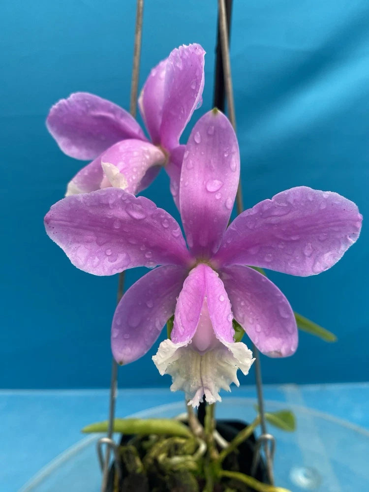 Cattleya harrisoniana Pink White  NBS Summer Bloom Seedling Orchid Species 4ÓPot Orchids