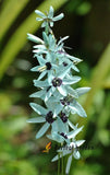 1 Seed Ixia Viridiflora Blue Green Turquoise Colour Ornamental Gardening Flowers Green Plant
