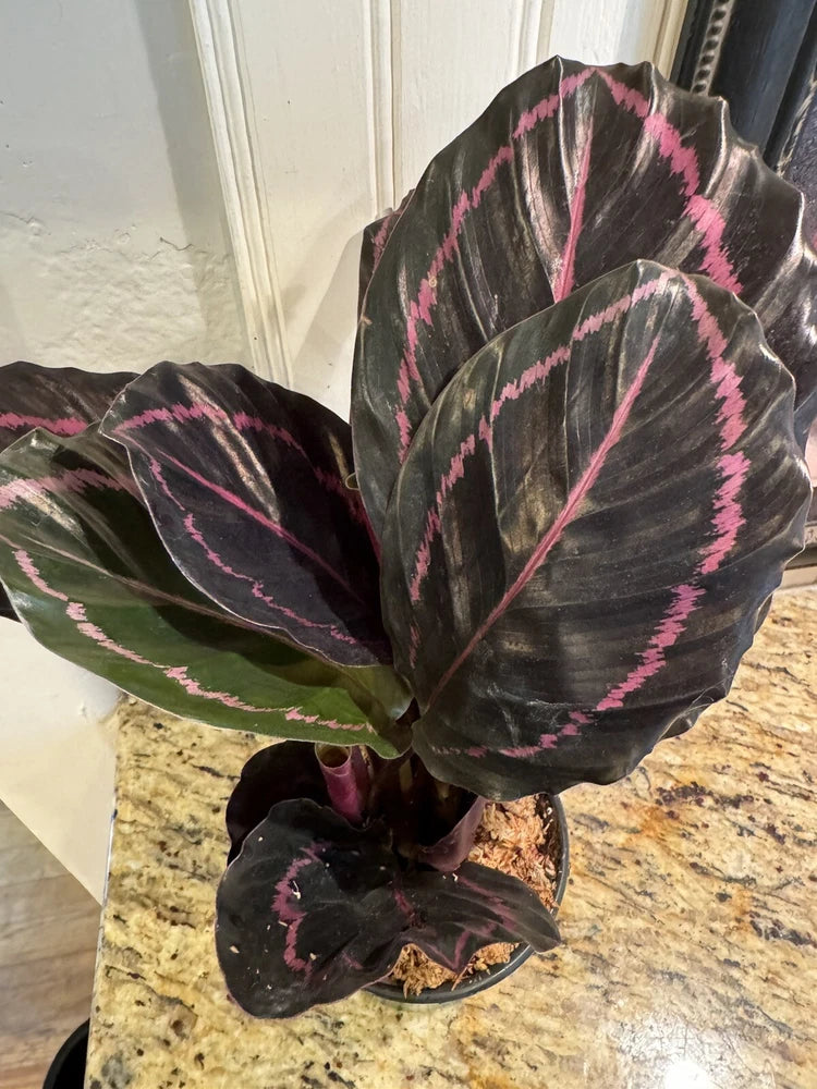 Calathea roseopicta plant with dark leaves and pink pinstripe patterns