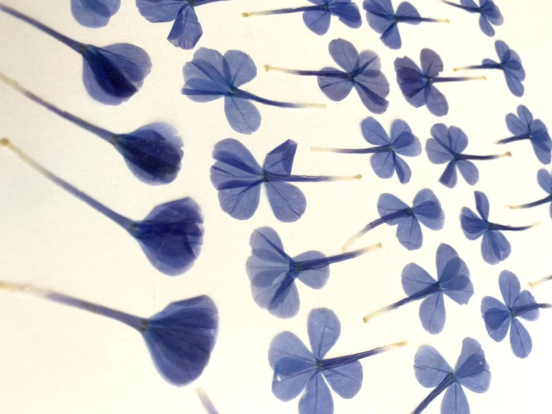 36 pc Plumbago pressed flowers natural blue cards art/crafts candles resin USA Dried Flower
