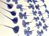 36 pc Plumbago pressed flowers natural blue cards art/crafts candles resin USA Dried Flower